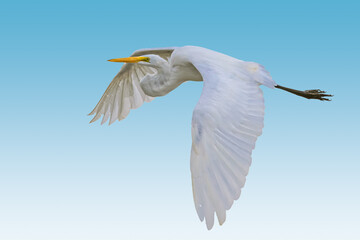 Great Egret (Ardea alba) in flight