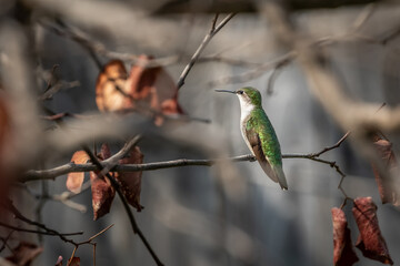 Ruby throated Humminbird (Archilochus colubris)