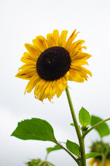 Obraz premium sunflowers grow outdoors in summer