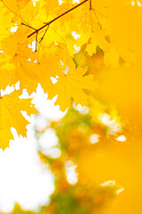 Yellow maple leaves on a blurred background. Autumn background with maple leaves. Creative wallpapers. Copy space