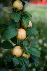 Beautiful juicy apples for juice on a hot summer day