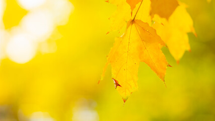 Yellow maple leaves on a blurred background. Autumn background with maple leaves. Creative wallpapers. Copy space