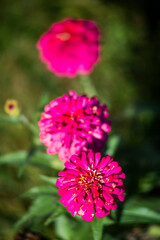 pink flower in garden