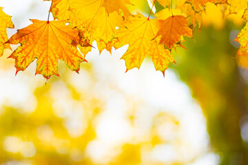 Naklejka na ściany i meble Yellow maple leaves on a blurred background. Autumn background with maple leaves. Creative wallpapers. Copy space