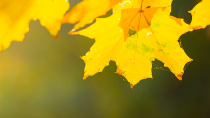 Yellow maple leaves on a blurred background. Autumn background with maple leaves. Creative wallpapers. Copy space