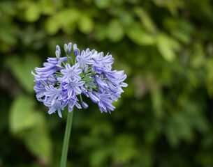 Single blue agapanthus flower against soft green background with copyspace