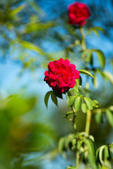 red rose in the garden