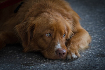 Zapatrzony pies. © Mikolaj