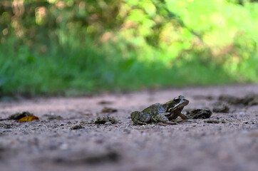 Frog on forest path