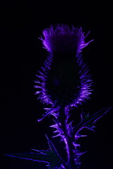 Spear thistle also kwon as common thistle silhoutte from a rim light, scientific name Cirsium...