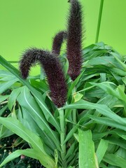 cactus in the garden