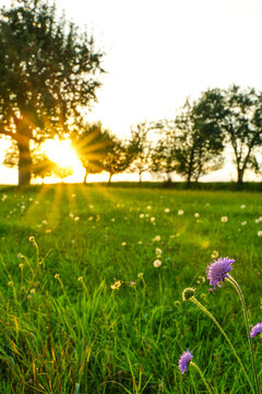 Wiese im Abendlicht