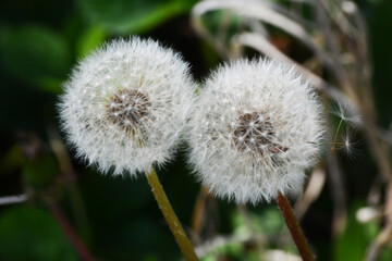 dandelion
