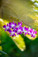 purple flower in the garden