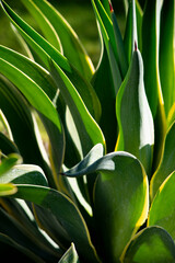 green leaves background