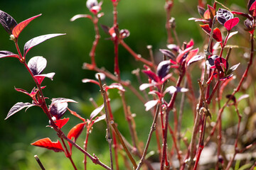 red  flowers in the garden background