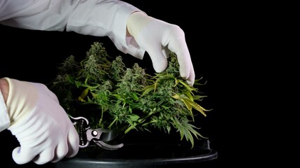 Harvesting cannabis, a man in white clothing cuts the cones from the bush with scissors. The concept of medical marijuana is the manufacture of CBD oil.