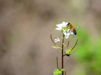 a bee sitting at the bottom of a flower collects nectar