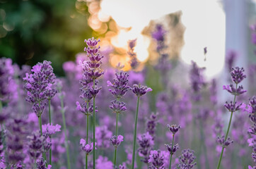close up of a lavender flowers in the field with blurred background. Selective focus.