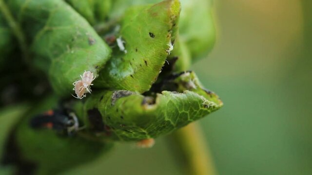aphids crawling on green leaves of plants