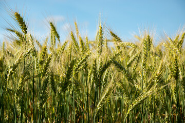A unripe field of wheat on a sunny summer day.
