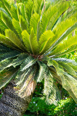 Cykas  leaves