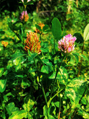 red and yellow flowers
