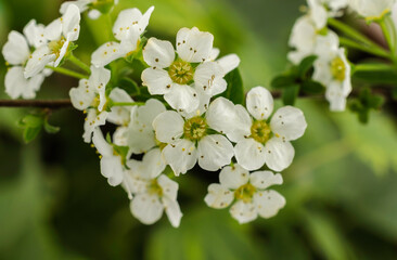 The common Blackthorn or Prunus Spinosa from whose fruit we get sloes for sloe gin.