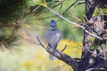 Blue jay bird or Cyanocitta cristata resting in shade on hot autumn day and perched on pine tree limb