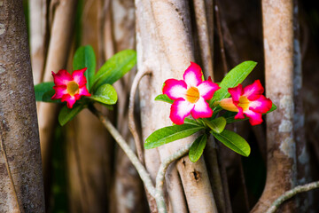 pink flowers on a tree trunk background