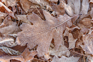 Frosty leaves fall colours organic material landscape