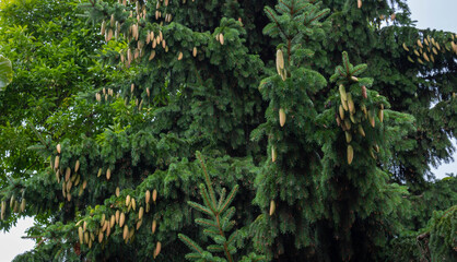 Young cones on blue spruce in forest. Branches with cones and needles on spruce growing in forest. spruce cones on branches