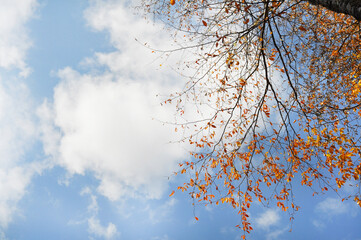 Yellow, orange bright  leaves against the blue sky on an autumn sunny day. Place for text