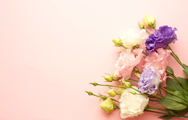 Beautiful pink, purple and white eustoma flower (lisianthus) in full bloom with green leaves. Bouquet of flowers on pink background..Copy space