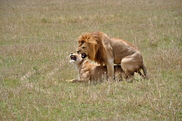Para kopulujących lwów. Rezerwat Masai Mara (Kenia)