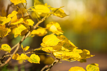 Yellow autumn leaves close up. Colorful foliage in the autumn park. Fall season. Shallow depth of field.