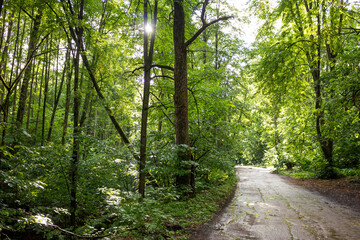 The road through the forest and green thickets