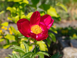 Red peony before green leaves