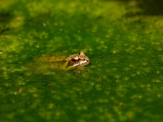 Green frog in the middle of green algae