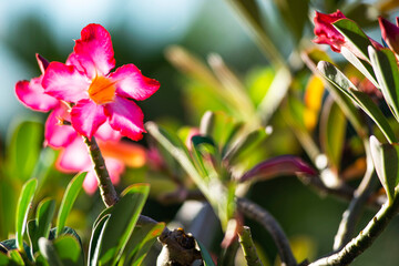 red and yellow flowers