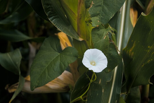 Close up of a white flower known as hedge bindweed, growing in a corn field, scientific name Calystegia sepium 