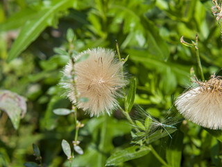 White flowers