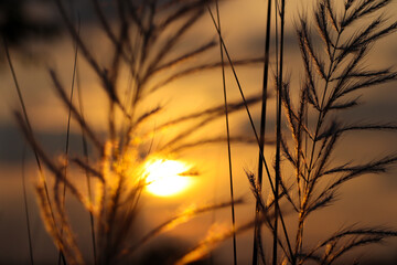 Obraz premium kush grass or kash ful close up macro image with golden sun light in the background with selective focus