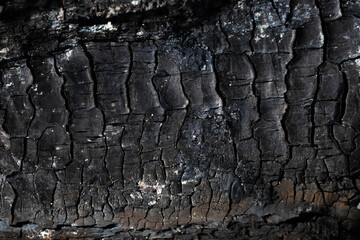 The texture of burnt wood, charcoal. Abstract background of burnt wood