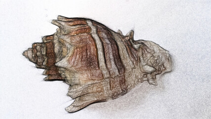 Spiral sea mollusk.  Pencil drawing