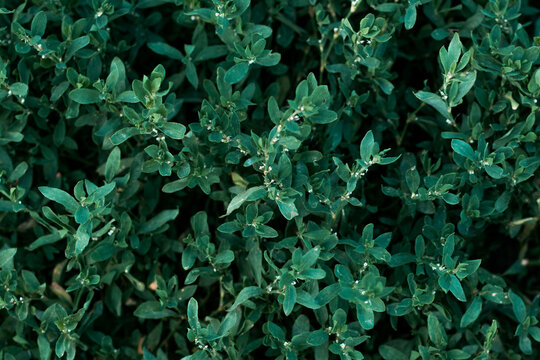 polygonum aviculare green leaves background