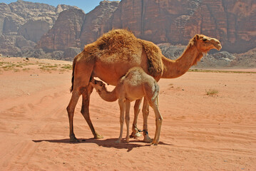 Female camel and little camel in Wadi Rum desert, Jordan