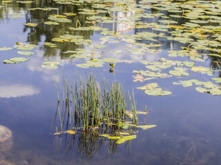 lily leaves in the lake