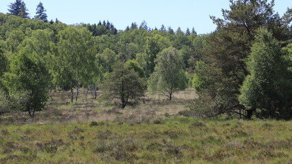 landes du plateau des mille vaches