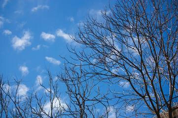 Leafless trees on their branches with blue sky in the background
